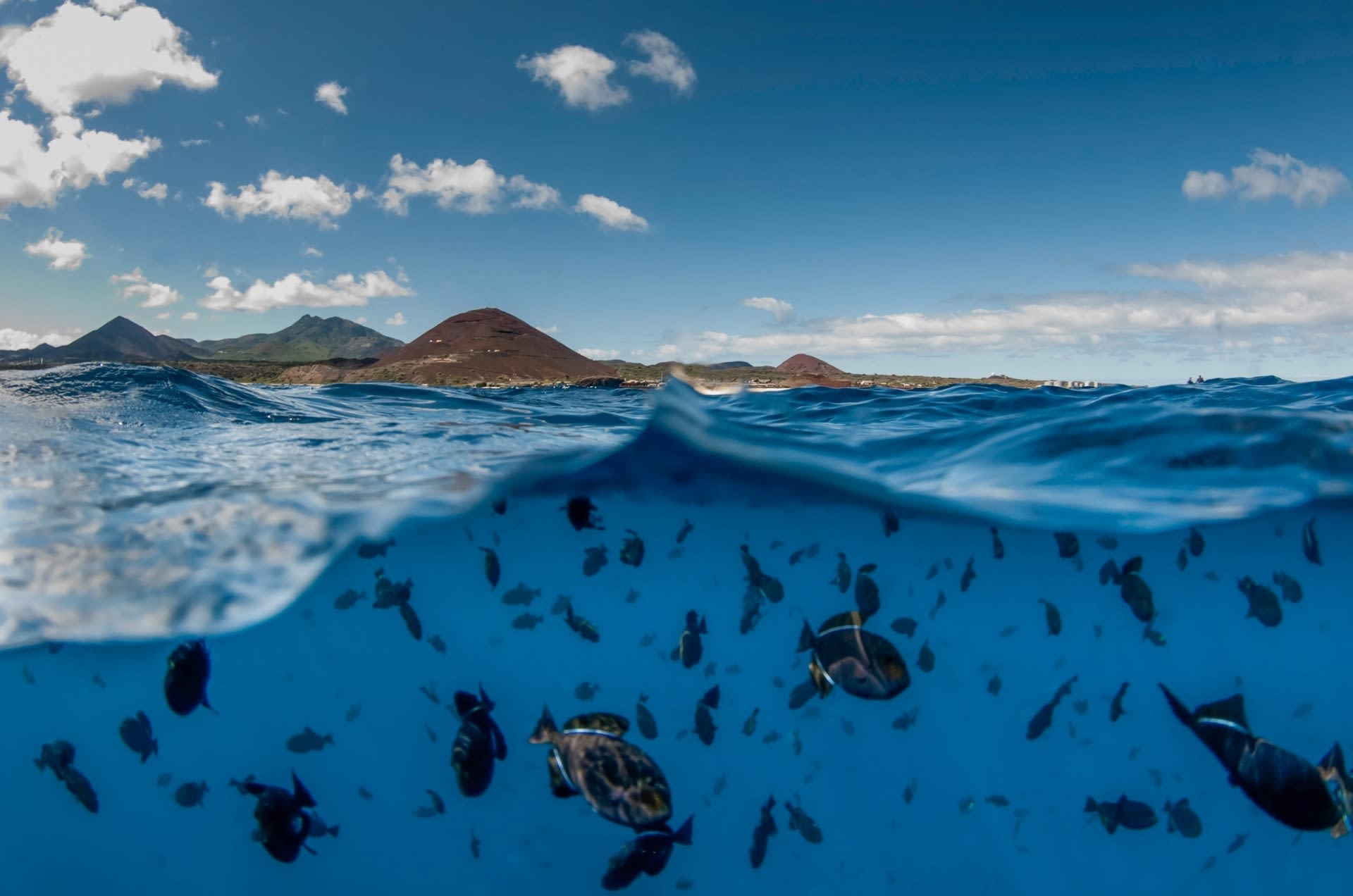 Blue Marine Foundation (2009-)