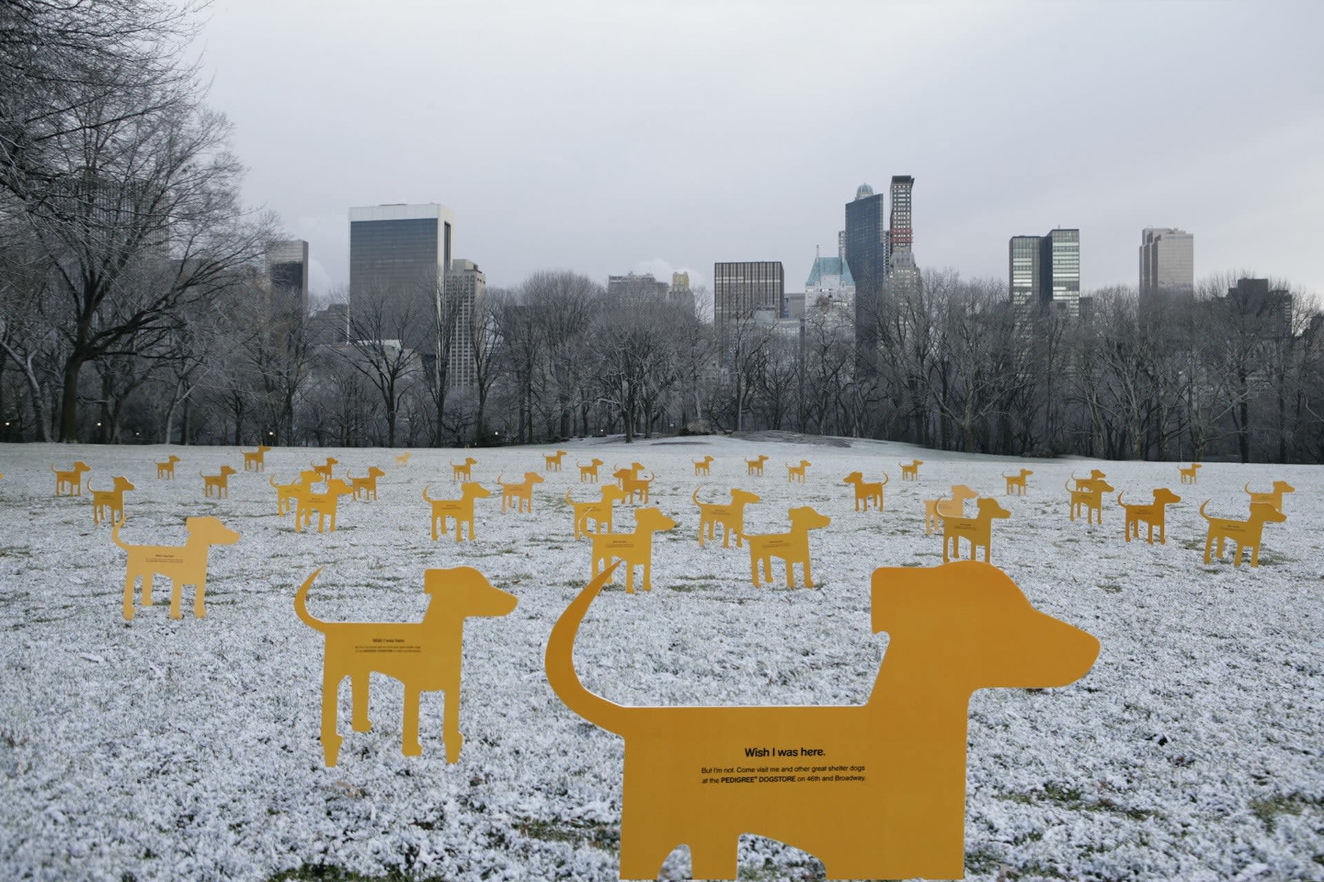 Pedigree Adoption Drive (2008)